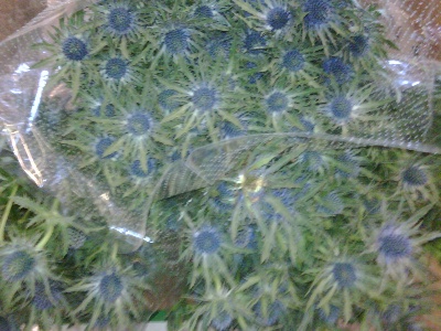 eryngium